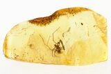 Detailed Fossil Spider (Araneae) In Baltic Amber #275453-1